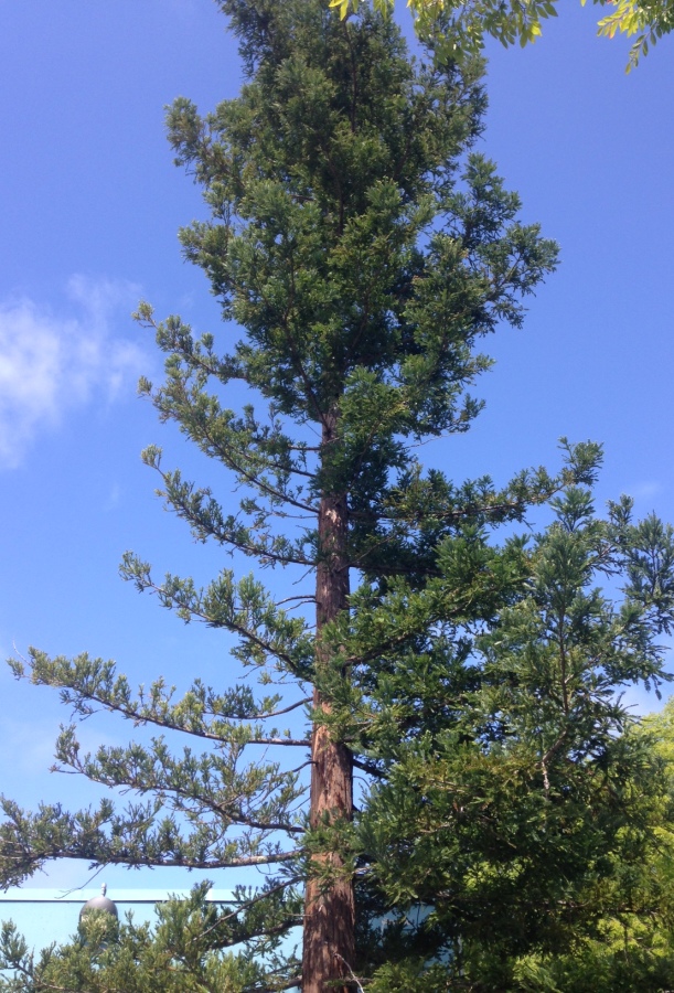 Terra Linda High School is like this young redwood tree, growing and long-lasting, even if it is not in its natural environment. It still has a lot ahead, but will continuepushing though life, as a high schooler will through college and beyond. 