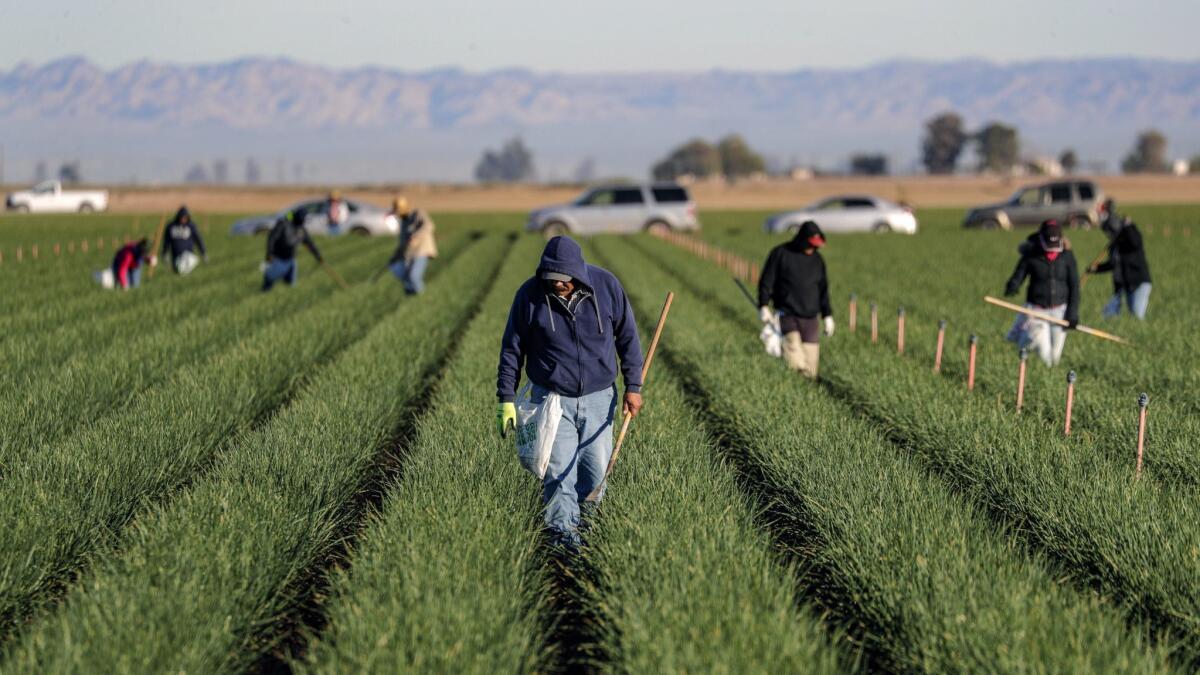 The Ripple Effect of I.C.E. Raids on California’s Farms